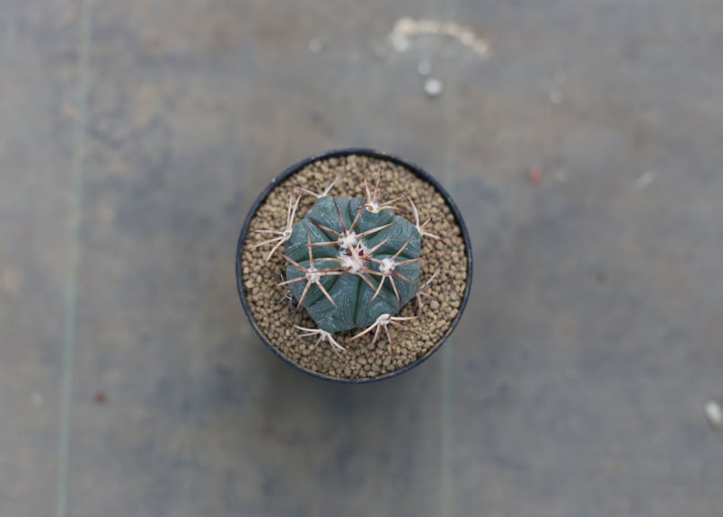 エキノカクタス 太短刺雷帝 実生 | mana's farm:塊根植物・アガベ