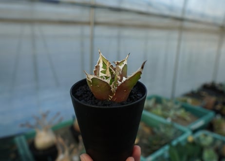 アガベ　チタノタ　レッドキャットウィーズル　Agave titanota Red catweezle