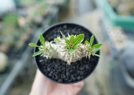 パキポディウム　恵比寿大黒　Pachypodium Densicaule　No.3