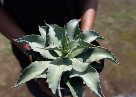 Agave ovatifolia 'Vanzie'
