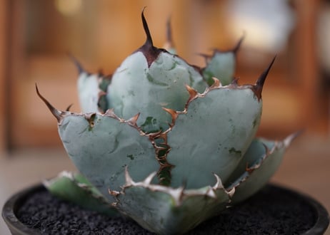 Agave titanota 'black and blue'　No.1