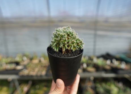 トリコディアデマ　デンサム　Trichodiadema densum  No.1