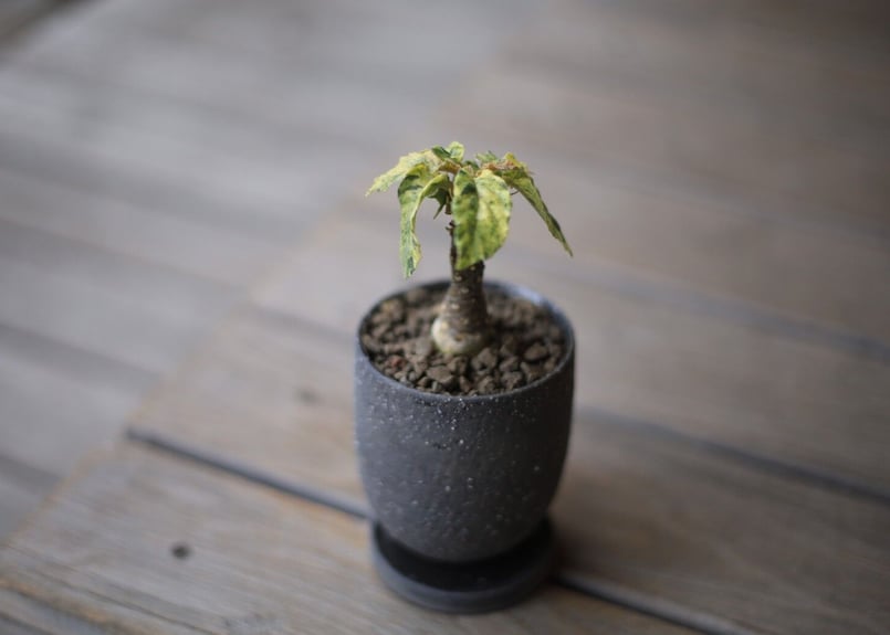 ドルステニア フォエチダ 斑入り Dorstenia foetida | mana's fa