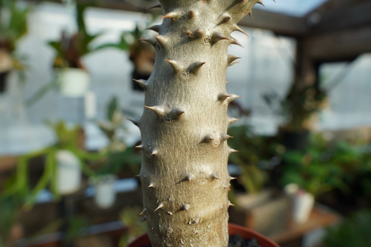 デンシフローラム　ムチムチ　特大4株セット デンシフローラム ムチムチ 特大4株セット パキポディウム デンシ