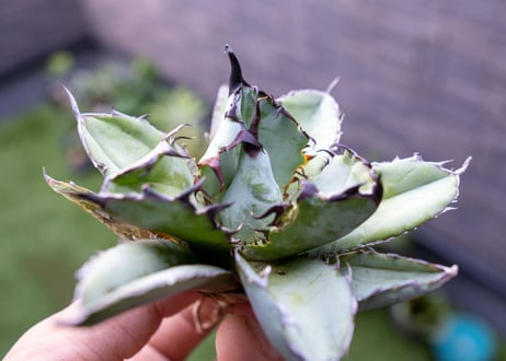 Agave B&B C NO.4 (G)