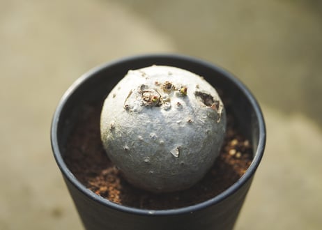 錦珊瑚