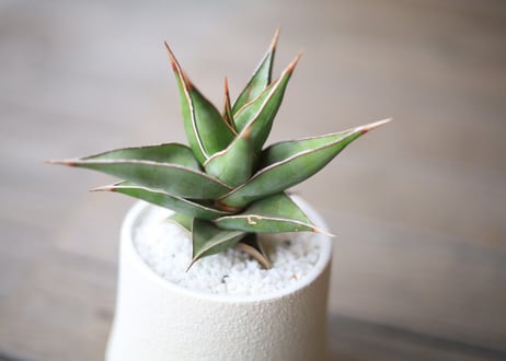 サンスベリア ピンクイキュラ 　Sansevieria pinguicula