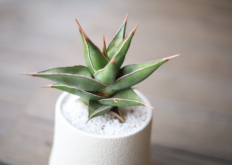 ご確認用　サンスベリア　ピングイキュラ サンセベリア：ピングイキュラ バリエガータ（斑入） 3号鉢植え