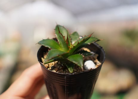 agave　ホリダ