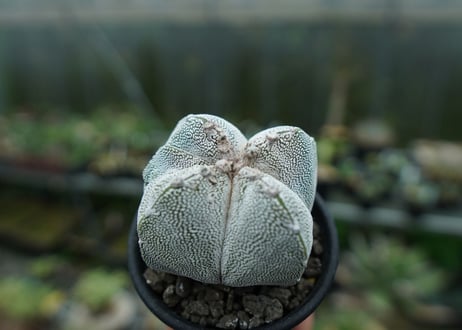 恩塚鸞鳳玉　Astrophytum myriostigma cv.