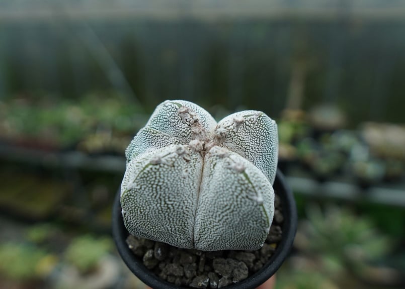 恩塚鸞鳳玉 Astrophytum myriostigma cv. | mana's farm