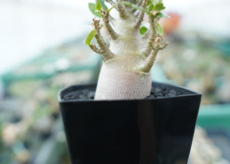 アデニウム　Adenium　No.1