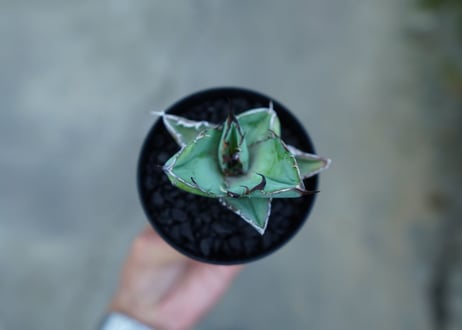 アガベ　チタノタ　 ブラックアンドブルー 　Agave titanota black and blue　No.2