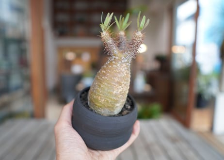 パキポディウム　グラキリス　 Pachypodium Gracilius
