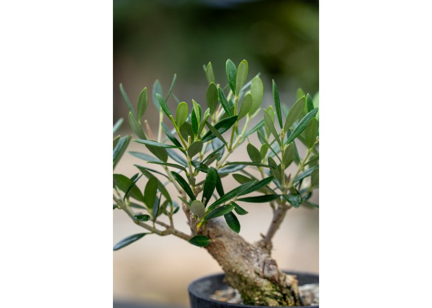 盆栽 オリーブ 根上がり】 マンザニロ | mana's farm:塊根植物・アガベ