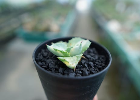アガベ　王妃雷神錦　Agave　“Ohi Raijin Nishiki ”　No.1