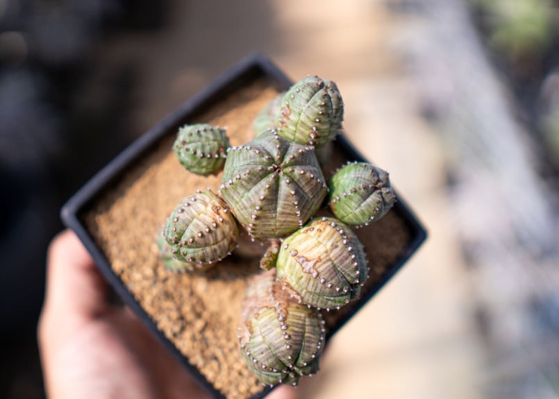 ユーフォルビア オベサブロウ | mana's farm:塊根植物・アガベ・ドライ