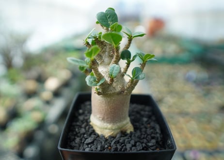 アデニウム　Adenium　No.4
