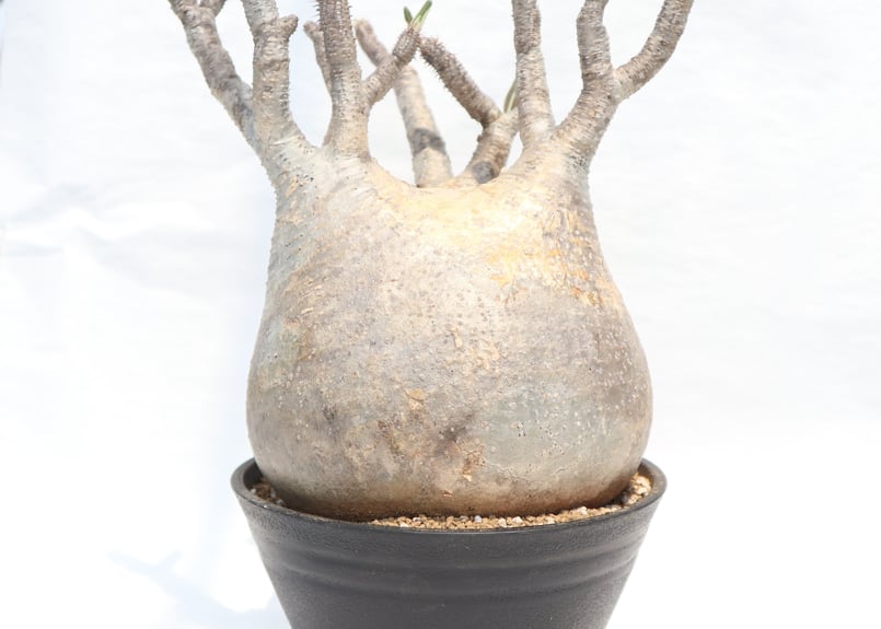 パキポディウム グラキリス No.117 未発根 | mana's farm:塊根