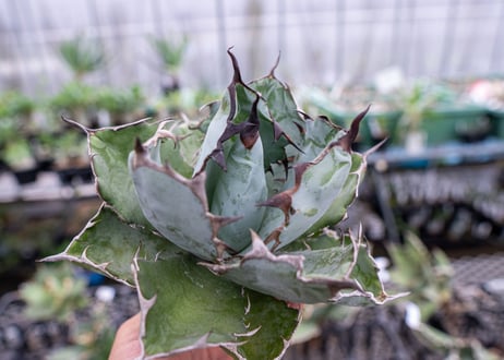 Agave titanota Agave B&B S No.1