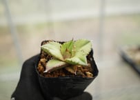 エンセファラルトス トリスピノーサス 極美株 限定1株 | mana's farm