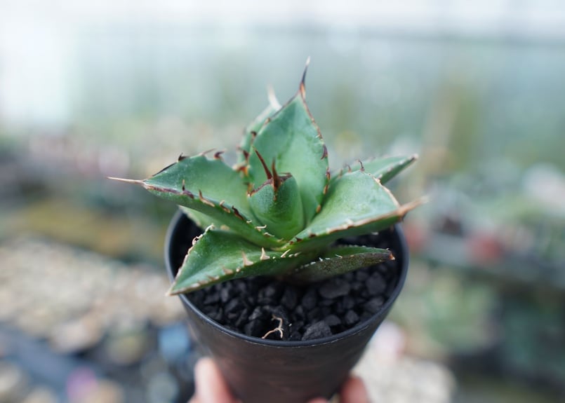 アガベ チタノタ ハデス Agave titanota Hades | mana's farm