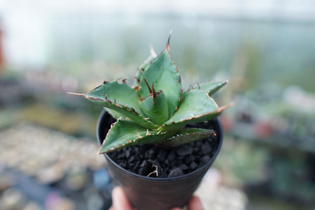 アガベ チタノタ ハデス Agave titanota Hades | mana's farm