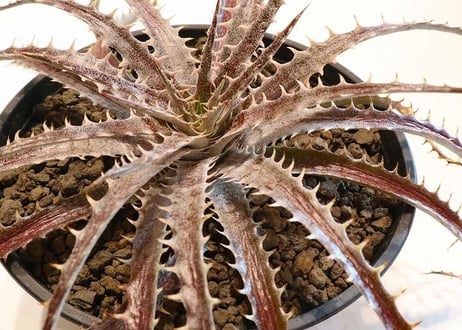 Dyckia delicat GF F1 X (Arizona X ML)