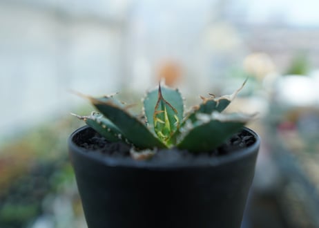 アガベ　チタノタ　FO-76　Agave titanota  FO-76　No.11