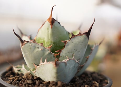 Agave titanota 'black and blue'【スタッフ一押し】　No.4