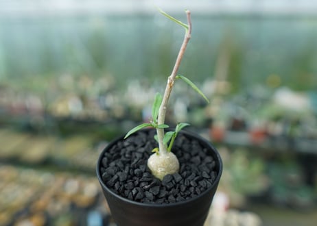 フォッケア　エデュリス　Fockea edulis