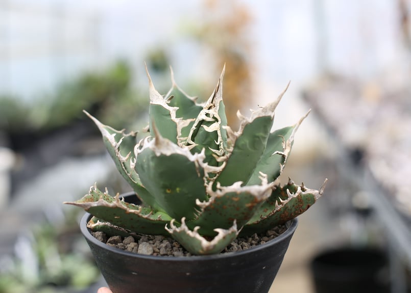 アガベ チタノタ オテロイ (Kelly Griffin Selection) | mana'