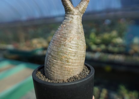 パキポディウム　グラキリス　 Pachypodium Gracilius  No.10