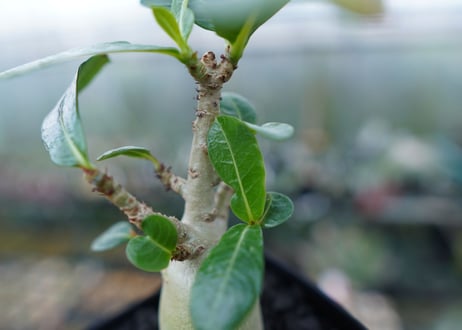 アデニウム　Adenium　No.2