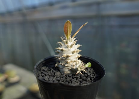 パキポディウム　デンシフローラム Pachypodium densiflorum   No.3