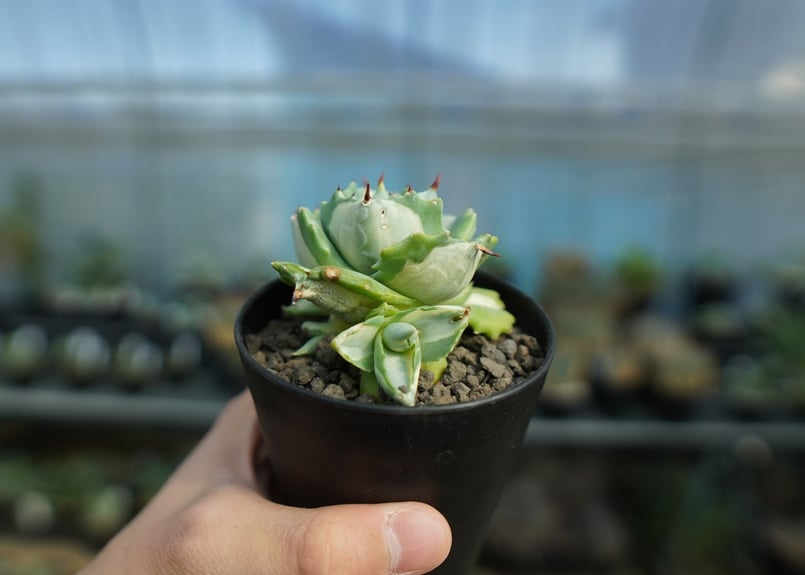 アガベ 王妃雷神錦 白中斑 Agave “Ohi Raijin Nishiki Shirona