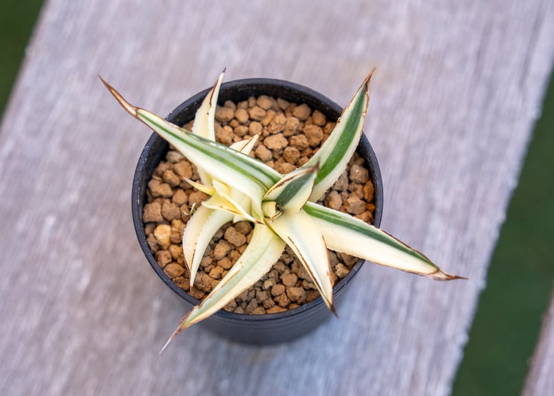 アガベ サングロー | mana's farm:塊根植物・アガベ・ドライ