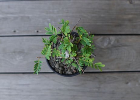 センナ　メリディオナリス　Senna meridionalis　No.1