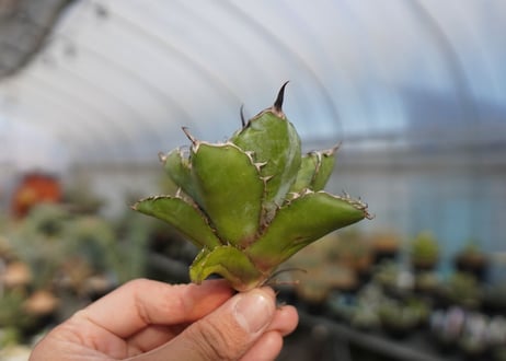 agave titanota ブラック＆ブルー　No.4