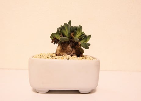 アロイノプシス　ヴィッタ　Aloinopsis vittata
