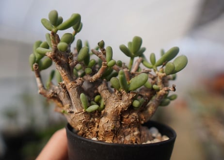 Ceraria pygmaea ケラリア ピグマエア　C NO.5