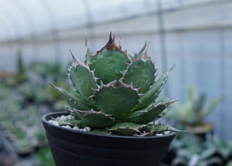 Agave Sowing seeds D 特大