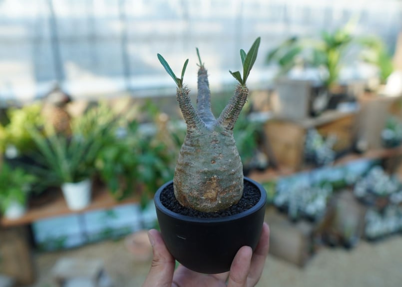 ぴっころです。 グラキリス Pachypodium gracilius ⑤ CAUDEX LIFE#25】Pachypodium rosulatum var. gracilius 至高の