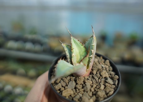 agave titanota 獅子光　lion light