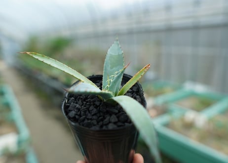 アガベ　屈原の舞扇 Agave 'Kutsugen no Maiougi'   No.2