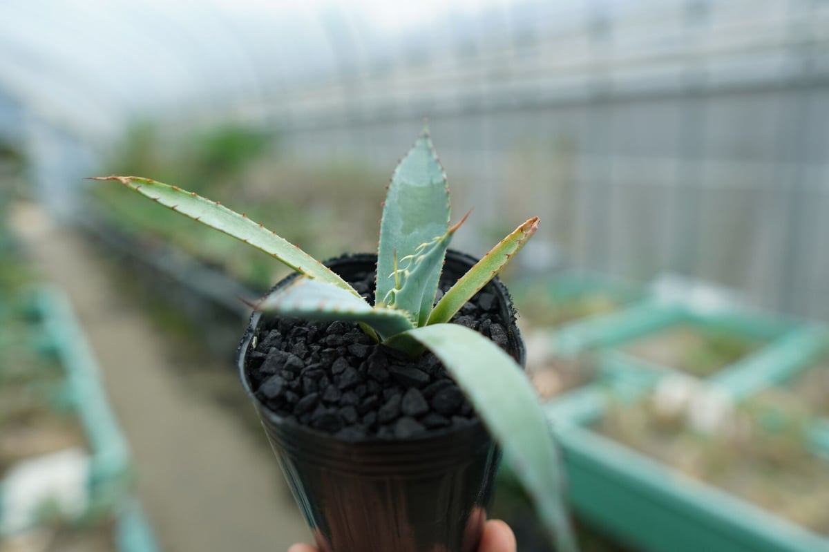 アガベ 屈原の舞扇 Agave 
