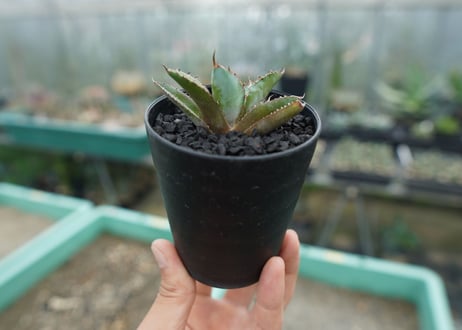 アガベ　チタノタ　 ブラックアンドブルー 　Agave titanota black and blue　No.1