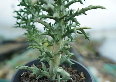 ユーフォルビア　ステノクラーダ錦　Euphorbia Stenoclada