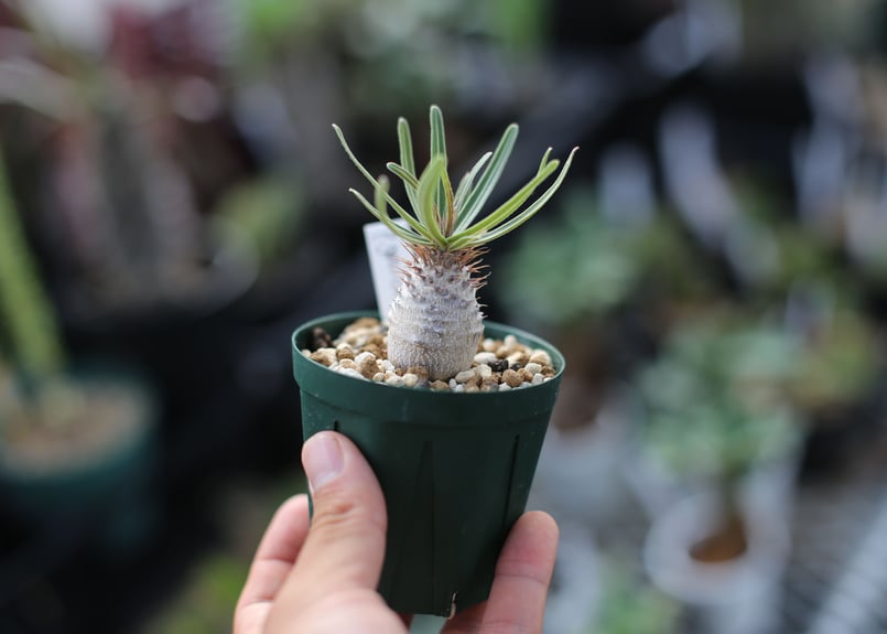 パキポディウム グラキリス | mana's farm:塊根植物・アガベ・ドライ