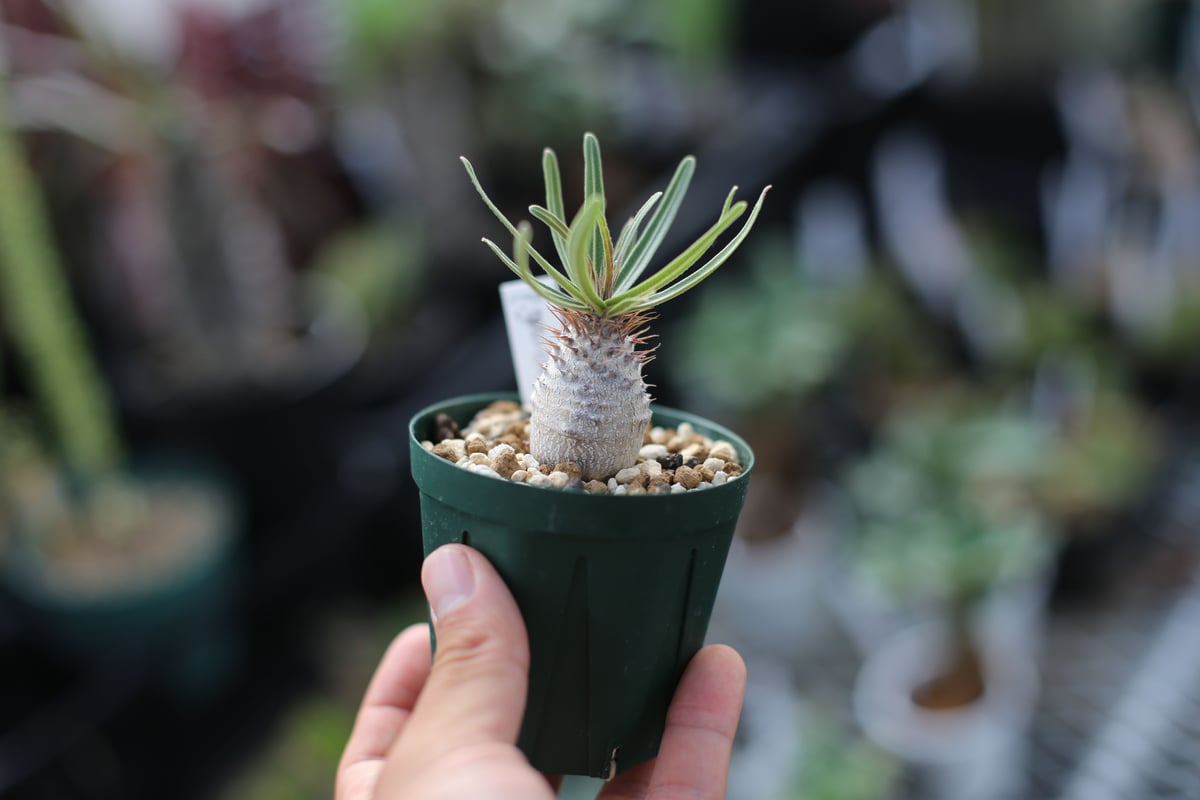 パキポディウム グラキリス | mana's farm:塊根植物・アガベ・ドライ